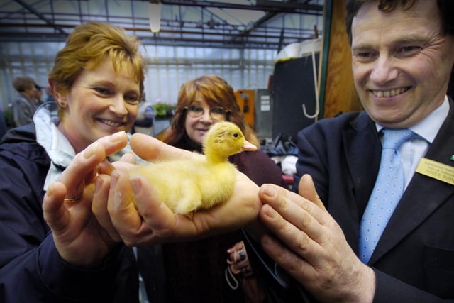 Community open evening at Scarborough Council Manor Road nurseries - one of the ducklings being cared for, Wendy Zajac (L) of Scarborough Flower Club, and friend Valerie Smith, held by Roger Burnett, SBC head of parks, deputy Mayor Jim Preston, and gardening expert Ron Womack (Scarborough in Bloom).