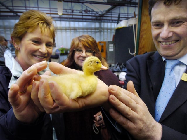 Community open evening at Scarborough Council Manor Road nurseries - one of the ducklings being cared for, Wendy Zajac (L) of Scarborough Flower Club, and friend Valerie Smith, held by Roger Burnett, SBC head of parks, deputy Mayor Jim Preston, and gardening expert Ron Womack (Scarborough in Bloom).