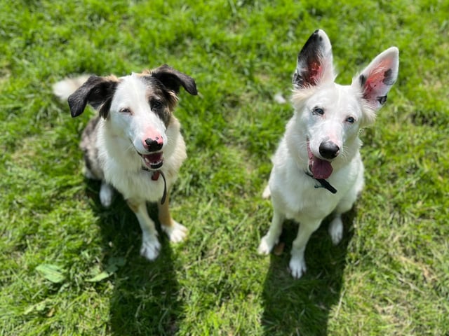 Bluebell and Blossom are three-year-old Border Collie Crossbreeds who came to the centre via an inspector after they were removed from their previous owner as their needs were not getting met. They are the sweetest girls who are very much bonded with each other, so the centre would love to try and find them a home together. Blossom is completely deaf and Bluebell is very hard of hearing so any potential adopters will need to bear this in mind when considering adopting these gorgeous girls. This does not stop them having a zest for life and enjoying themselves. Bluebell and Blossom are happy, loving and extremely playful dogs who absolutely love a good rough and tumble with each other. Adopting deaf dogs can be hugely rewarding, and these two really will make wonderful additions to the family.