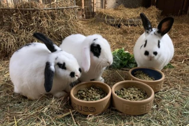 Dots, Dash and Doodles are six-months-old English Dot, from an unexpected litter. They are two males and one female and the RSPCA in Bridlington would like to rehome them as a trio. They are ver athletic and love to jump so will need a secure home.  If you are interested, call 07850190397 or head to the RSPCA website and fill out the Perfect Match Form.