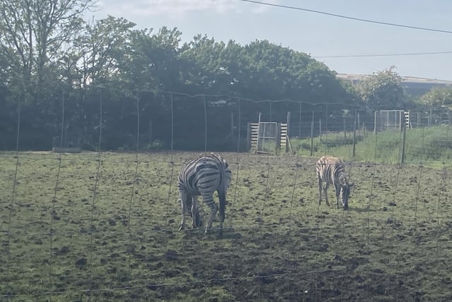 The Grants Zebra were happy grazing in the sunshine.