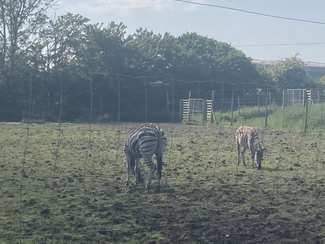 The Grants Zebra were happy grazing in the sunshine.