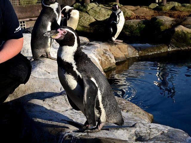 Penguins enjoy the sunshine.