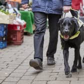 UK based charity Guide Dogs helps those with sight loss to step out into the world with confidence.