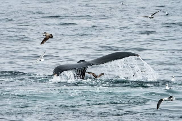 Whales can be found at the tip of Flamborough Head and you can go whale watching near Whitby and along the coast.