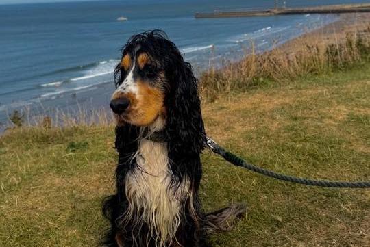 Kingsley enjoying the sea breeze.