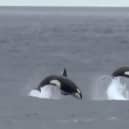 Two killer whales photographed in the northern North Sea in 2015