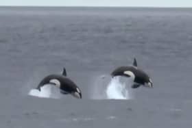 Two killer whales photographed in the northern North Sea in 2015