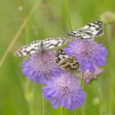 Consultation on the strategy is open until Sunday, June 22. Image: LNRS/Simon Tull