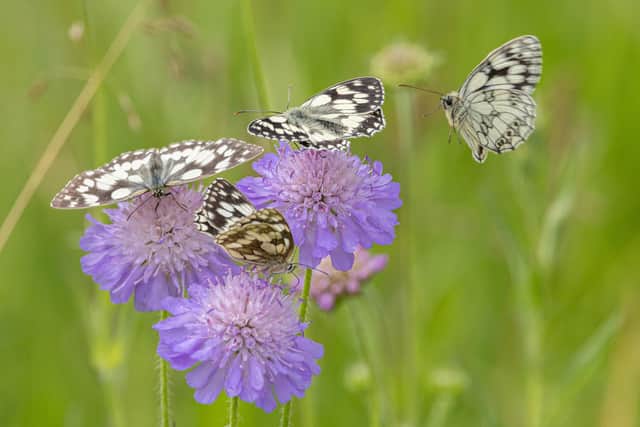 Consultation on the strategy is open until Sunday, June 22. Image: LNRS/Simon Tull