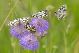 Consultation on the strategy is open until Sunday, June 22. Image: LNRS/Simon Tull