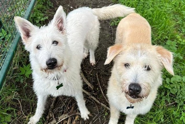 Poppy and Marley are 11-year-old Large Crossbreed's who came to the centre via an inspector as their needs were not getting met. Poppy and Marley are very gentle natured dogs who are really quite shy of people they do not know. However once they have spent some time with you and know that you are not going to hurt them, they are the most fantastic and loving guys. They will be rehomed together and are such sweet dogs that deserve to be in a loving new home.
