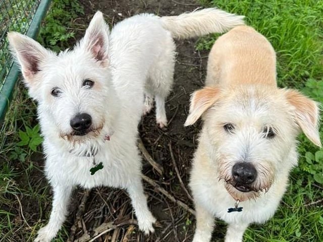 Poppy and Marley are 11-year-old Large Crossbreed's who came to the centre via an inspector as their needs were not getting met. Poppy and Marley are very gentle natured dogs who are really quite shy of people they do not know. However once they have spent some time with you and know that you are not going to hurt them, they are the most fantastic and loving guys. They will be rehomed together and are such sweet dogs that deserve to be in a loving new home.