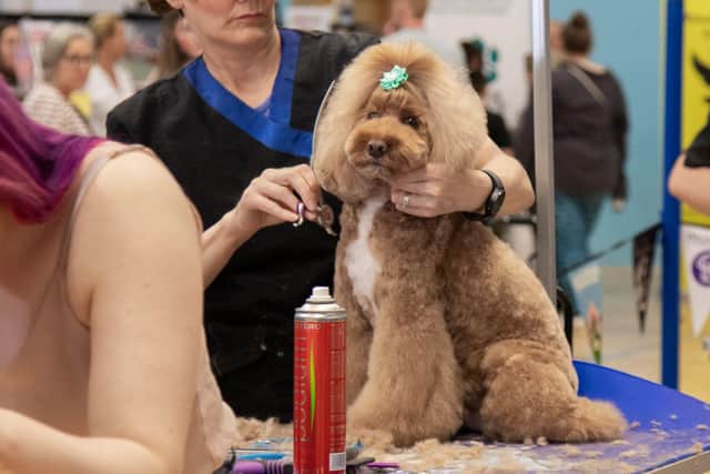 Melanie grooming a cockapoo at Dog grooming competition