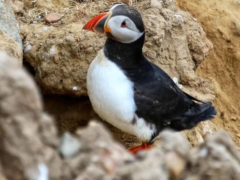 Lovely shot of this colourful puffin.
picture: Adrian Cole