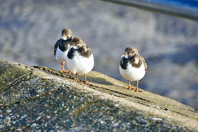 Turnstones on the sea wall at Bridlington, by Aled Jones.