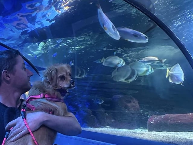 A gorgeous dog mesmerised by the wonderful fish in their tank.