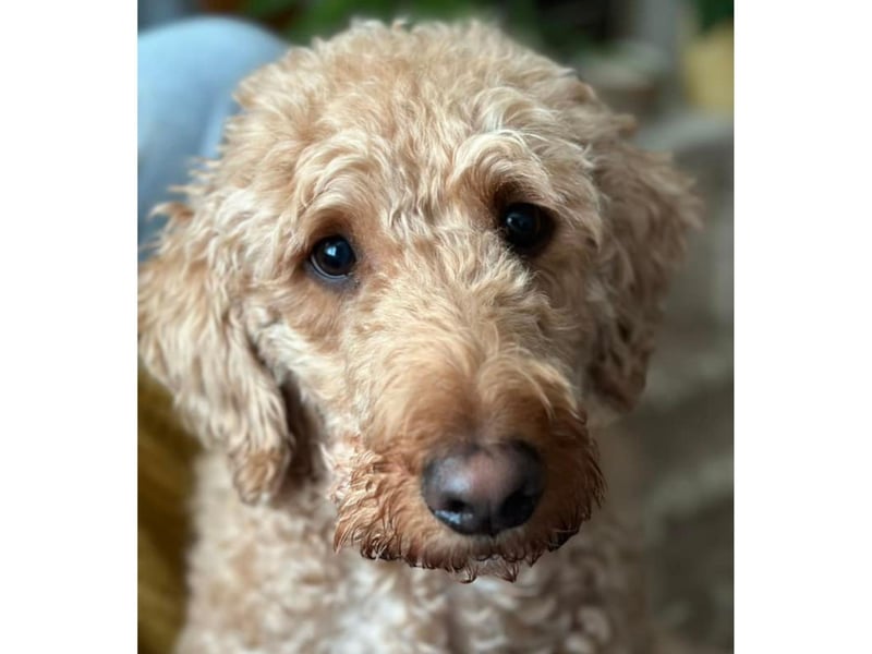This gorgeous dog has a very pretty eyes.
