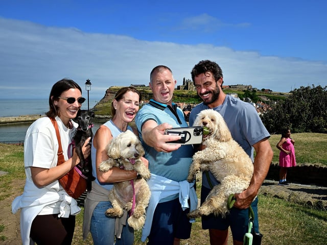 Gorgeous dogs enjoying a day out.
