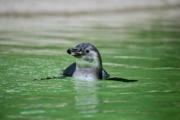 The penguin chick at Sewerby Hall will be given a name once its sex is known