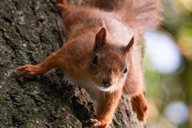 Four baby Red Squirrels have been born to two mothers, Holly and Hazel, who along with the dad, Erik the Red, arrived at the arboretum in winter. (Pic: Matthew Harrison)