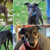 Here are the dogs currently needing homes in Scarborough and Whitby.