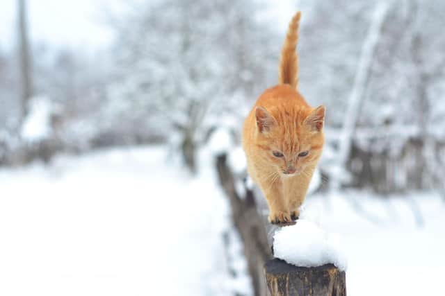 Aldgate Vets offer an out of hours service to ensure that residents in Bridlington can receive care for their pets whenever it is needed.