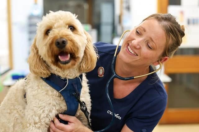 Battle Flatts Vets has launched a pet healthcare plan. Photo: Nico Russell