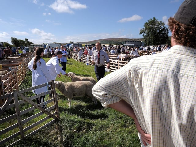 Danby Show sheep judging.