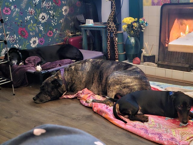 Pets warming up in front of the fire, by Vanessa Wood.