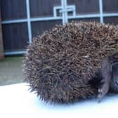 A hedgehog is caught in garden netting. Photo: RSPCA