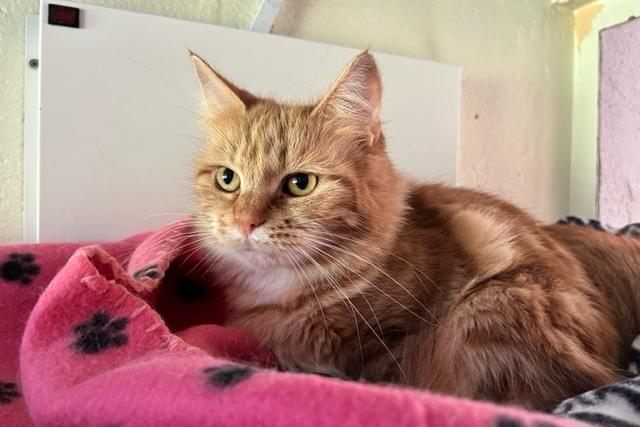 Ginger is a four-year-old domestic long haired who came to the centre via an inspector along with multiple other cats. Ginger has come a long way from the scared, skinny cat that she was when she first arrived at the centre. Sadly she was very untrusting of people when she first arrived and staff have worked hard building up her confidence and it's great seeing her now enjoying a fuss. She will need adopters who will understand her and help her overcome her insecurities. Ginger is now ready to start the next chapter with adopters who will love and cherish her and make up for lost time.