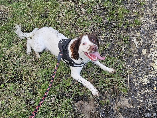 Buzz the one year old Sprocker Spaniel!