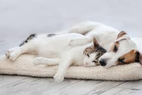 December is a popular time to purchase a new pet, but it is vital to recognise that they are a long-term commitment.