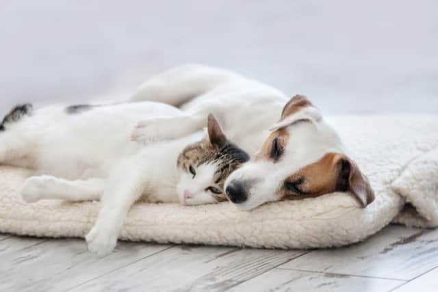 December is a popular time to purchase a new pet, but it is vital to recognise that they are a long-term commitment.