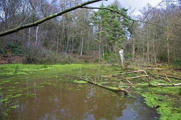 Cropton Forest near Pickering