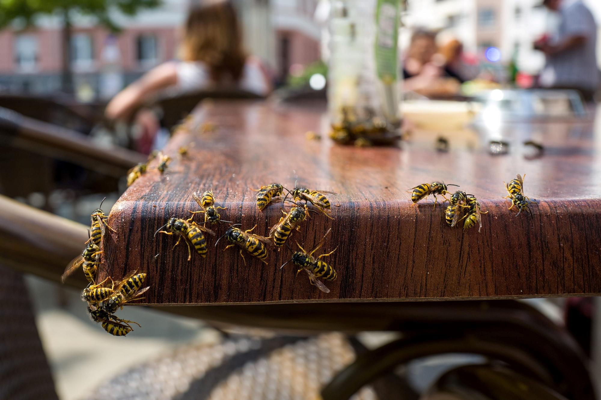 East Yorkshire residents warned over tipsy wasp dangers