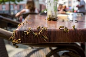 Drunk wasps can be extremely aggressive and more likely to sting. Photo: Pierre Aden at 123rf