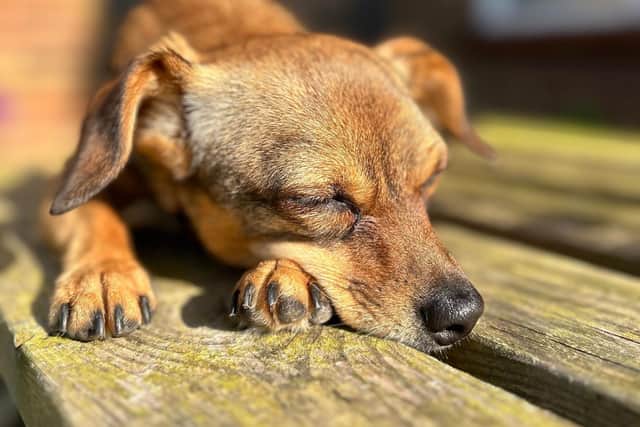 Is your dog feeling down in the dumps? Animal News Agency