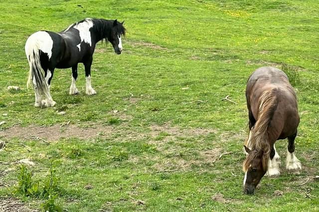 Horses at Sneaton.