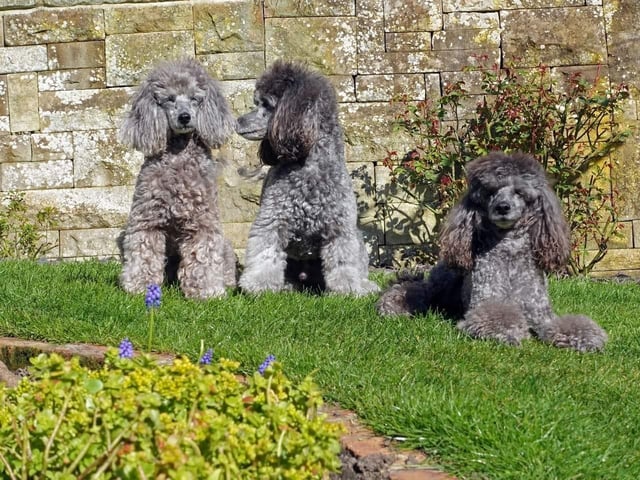 Here are Cara, Bobby and Jonty taking gardening lessons in Whitby.