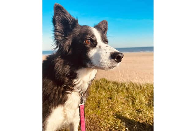 Before Ella developed chronic arthritis she loved running on Fraisthorpe beach with her owner Sarah Keith.