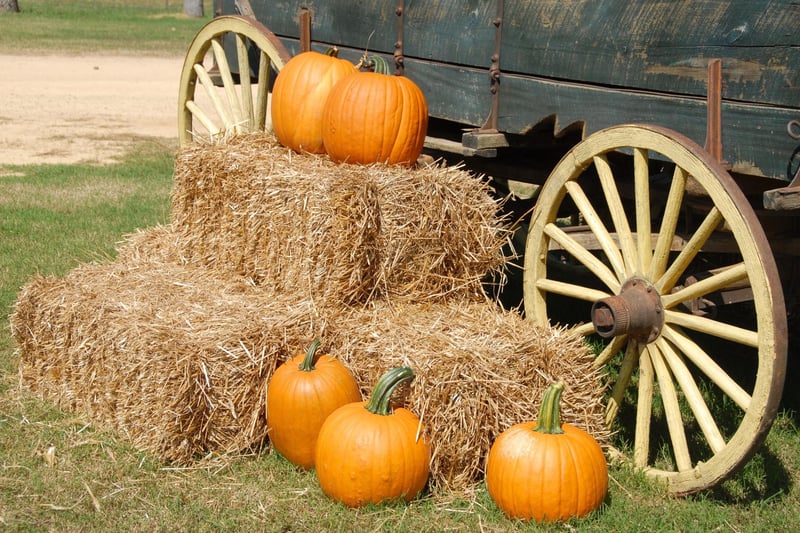 Playdale Farms Pumpkin Patch will be open from October 19 until October 31. Returning for its fourth year this October, Children visiting will all get a free pumpkin to choose from the patch and carve in the farm's spooky carving shed. There will be plenty of photo opportunities with the farm covered Halloween decorations.