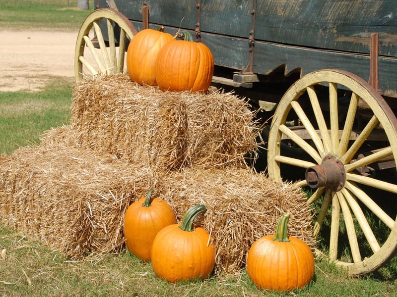 Playdale Farms Pumpkin Patch will be open from October 19 until October 31. Returning for its fourth year this October, Children visiting will all get a free pumpkin to choose from the patch and carve in the farm's spooky carving shed. There will be plenty of photo opportunities with the farm covered Halloween decorations.