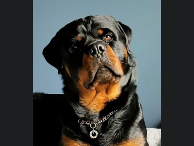This stunning Rottweiler is called Ted.