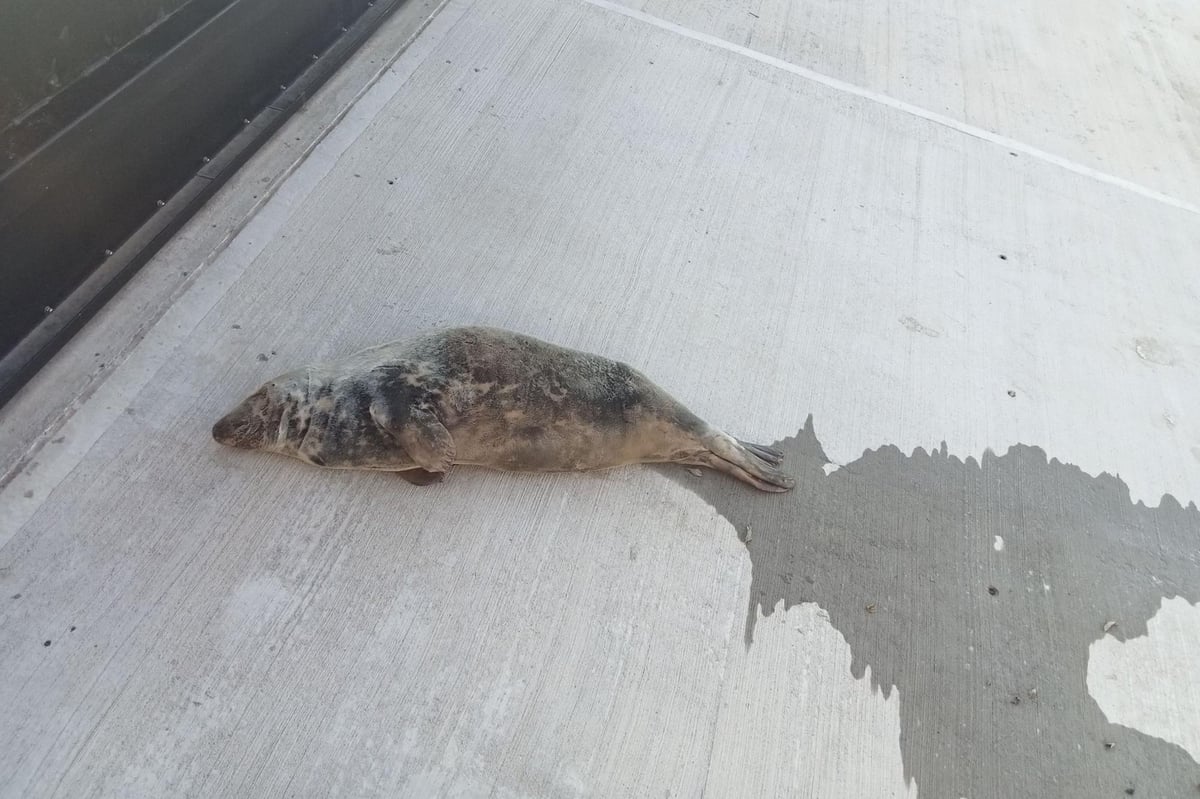 Shock as adults poke and children throw stones at Lizzie the seal in Bridlington