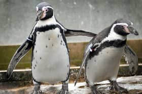 Rosie the penguin, left, has surpassed the life expectancy for her species in the wild by more than 10 years.