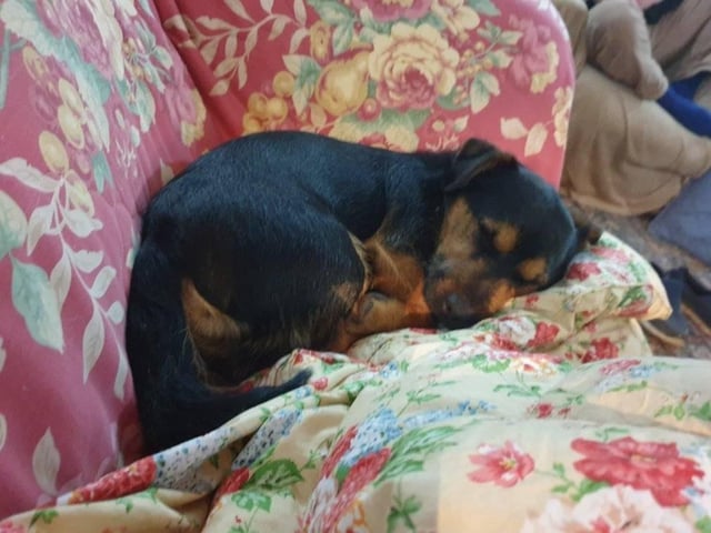 This is Timothy, all snuggled up in some blankets.