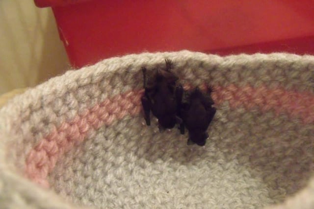 Whitby Wildlife Sanctuary say baby bats (pups) can be expected from June onwards. They say if the bat pup is on the ground and has its eyes closed, is pink and has no fur or has flies surrounding it, it will need rescuing.