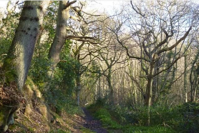 Yorkshire Wildlife Trust looks after the Little Beck Wood nature reserve near Whitby.